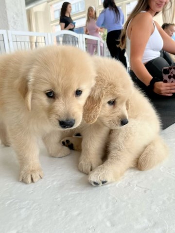 Amazing golden retriever puppies for sale