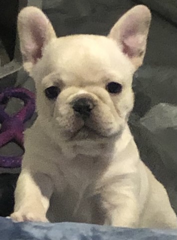 French Bulldog puppy for sale + 64435