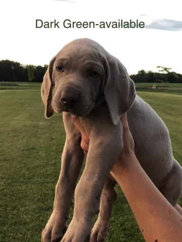 Silver Weimaraners