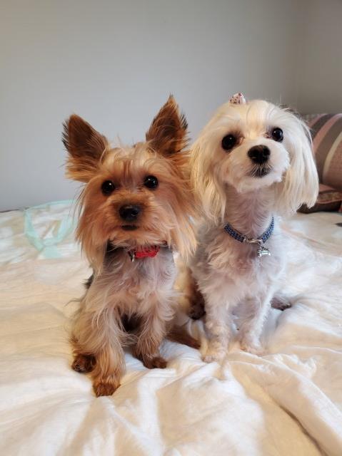 Morkie puppy dog for sale in Cleveland, Ohio