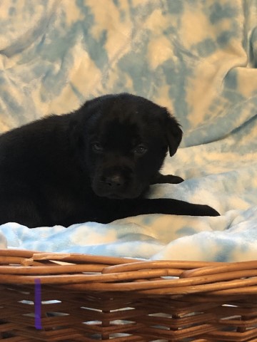 Black Labrador Puppies