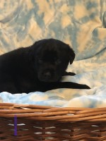 Black Labrador Puppies Labrador Retriever for sale/adoption
