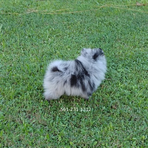 Rare Exotic Blue Merle Pomeranian puppy male