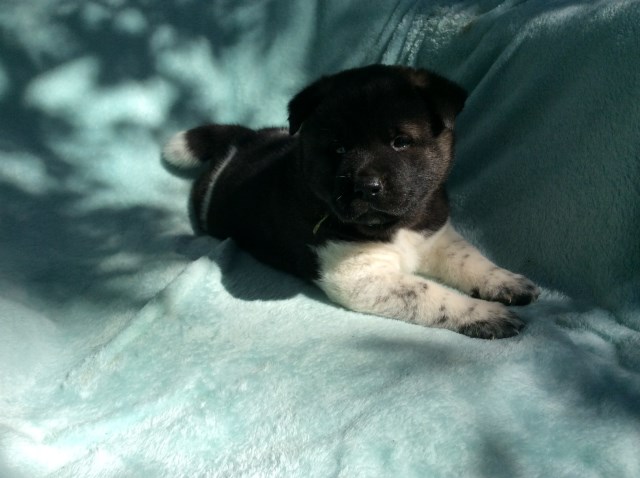 Akita puppy for sale + 54231