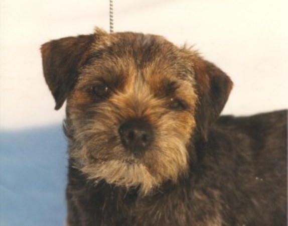 Border Terrier - male - pup