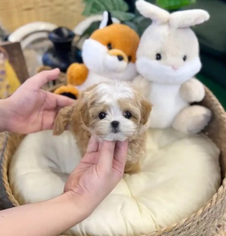 Maltipoo Puppy For Free