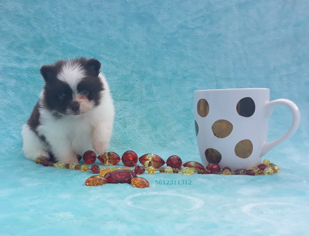 Elite Teddy Bear Teacup Purebred Rare Chocolate with white Pomeranian Puppy Female