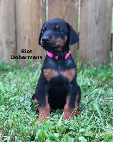 AKC Doberman Puppies - Sired by European Import