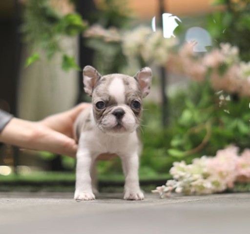 Teacup French Bulldogs For sale