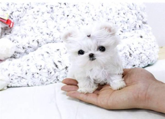 Healthy Tea Cup Maltese puppies available