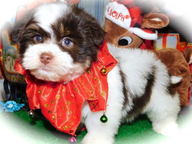 Shih Tzu puppy for sale + 62794