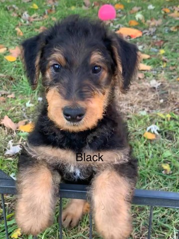 Airedale Terrier puppy for sale + 59352