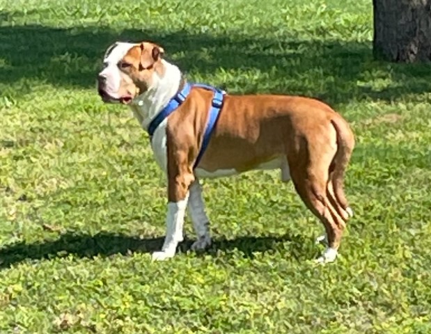 3 YR Old Shar-Pei Mix Neutered