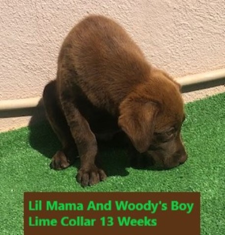 Labrador Retriever puppy for sale + 62323