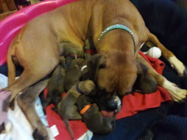Boxer puppy for sale + 53062