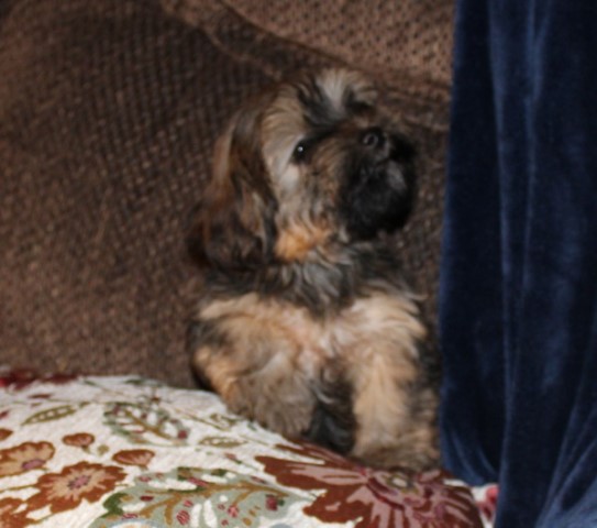 Havanese puppy for sale + 62584