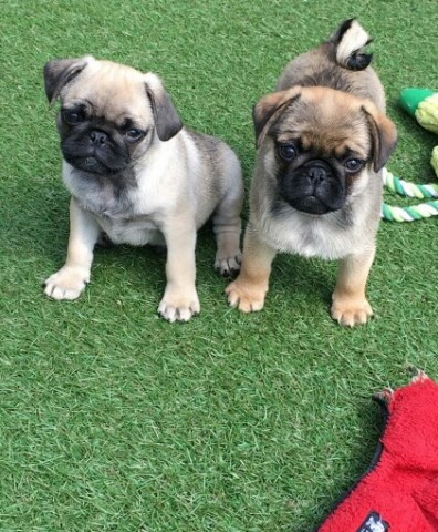 pug puppies for sale in ohio pug puppies for sale in ohio