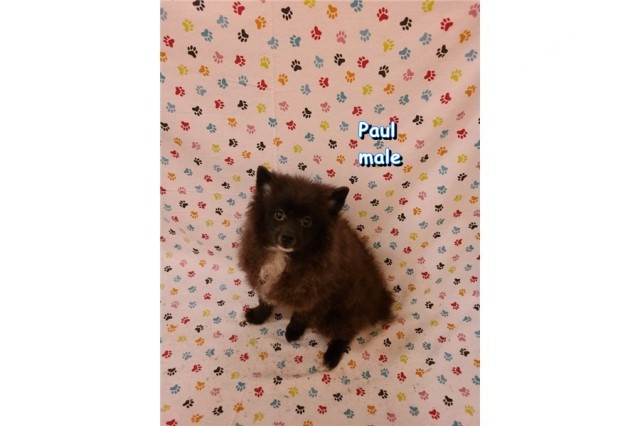 Pomeranian puppy for sale + 64300