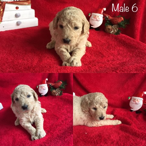 Adorable Goldendoodle Puppies