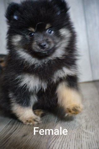 Pomeranian puppy for sale + 60018