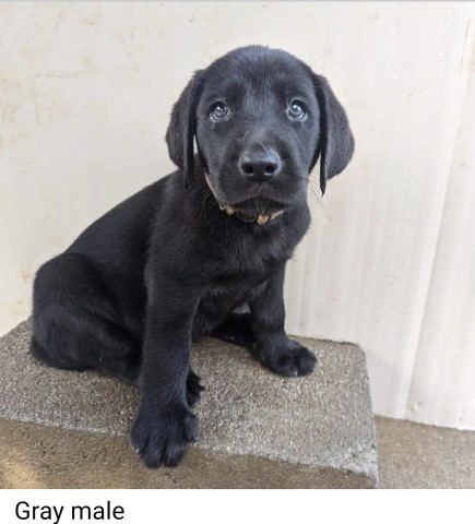 Labrador Retriever puppy for sale + 63588
