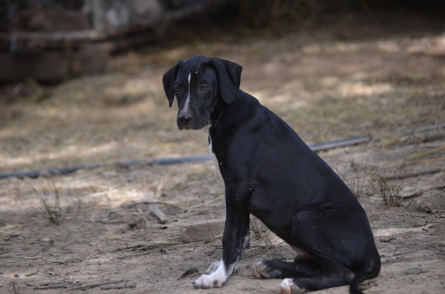 Solid Male Catahoula