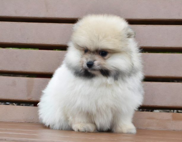 Pomeranian puppy for sale + 64775
