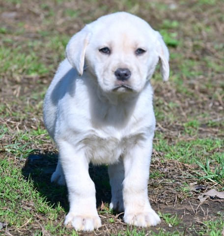 Labrador Retriever puppy for sale + 64508