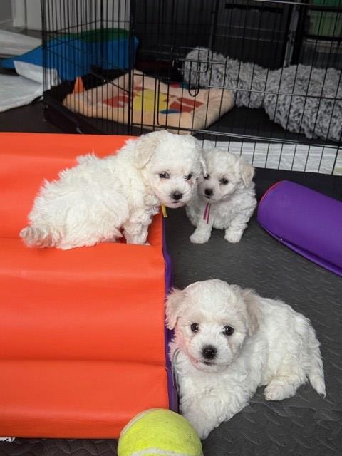 Bichon Frise puppies