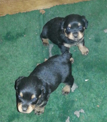 adorable rottweiler puppies