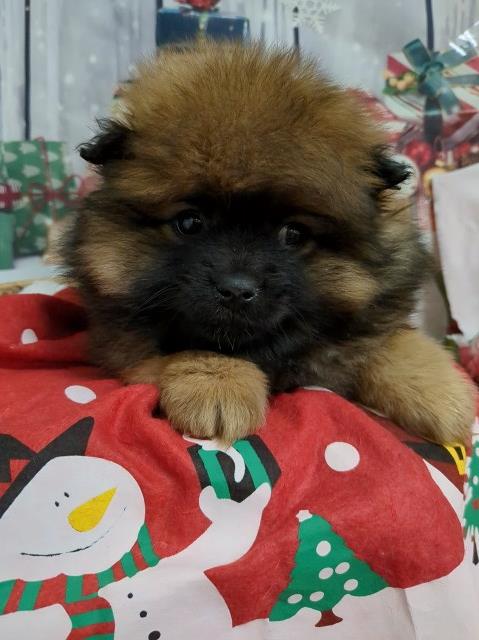 Pomeranian puppy for sale + 66979