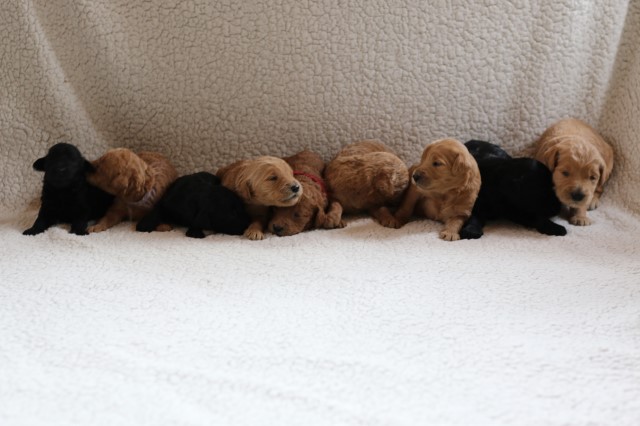 Goldendoodle puppy dog for sale in Hudsonville, Michigan