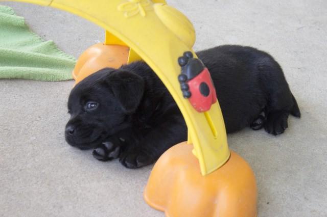 Labrador Retriever puppy for sale + 49798