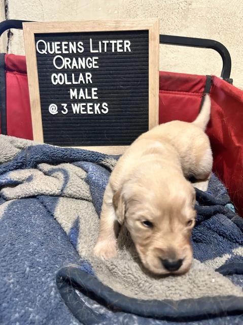 Akc Golden retriever puppies