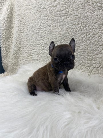 French bulldog female 1