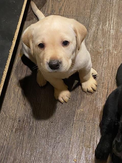 Labrador puppies