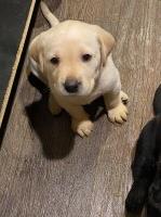 Labrador puppies Labrador Retriever for sale/adoption