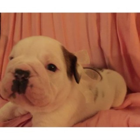 English Bulldog puppy for sale + 48062