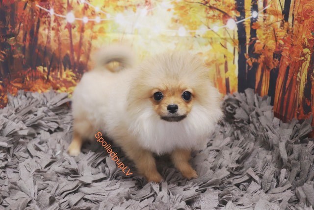 Pomeranian puppy for sale + 59690