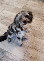 Loving Aussiedoodle Australian Shepherd Dog for sale/adoption