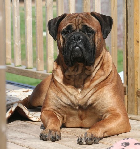 CKC registered bullmastiff puppies NS