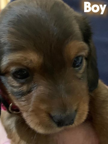 Dachshund puppy for sale + 66799