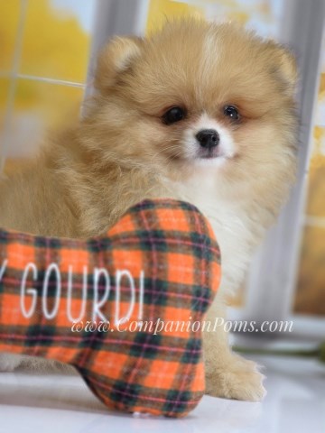 Pomeranian puppy for sale + 66742