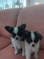 Papillon puppies for sale. 3 males/1 female Papillon for sale/adoption