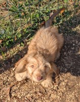 Cedar Grove Dachshunds Dachshund for sale/adoption