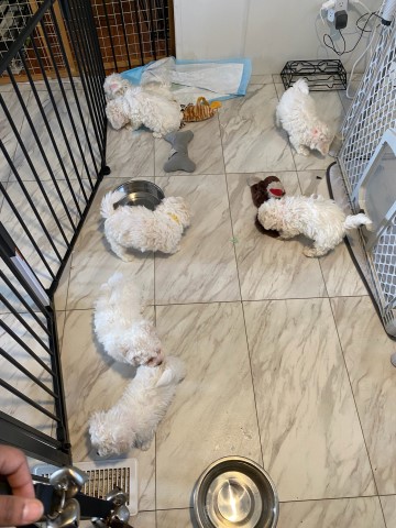 Bichon Frise puppy for sale + 64929