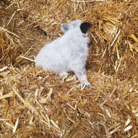 Australian Cattle Dog puppy for sale + 60971
