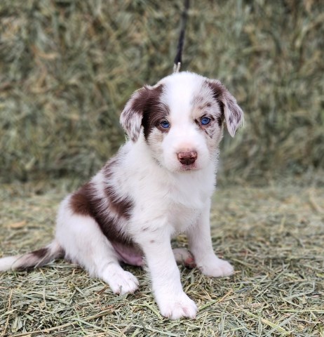 Australian Shepherd/Border Collie cross Red Merle Male Pup!