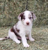 Australian Shepherd/Border Collie cross Red Merle Male Pup! Australian Shepherd Dog for sale/adoption