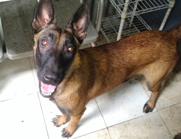 Malinois puppy for sale + 57983